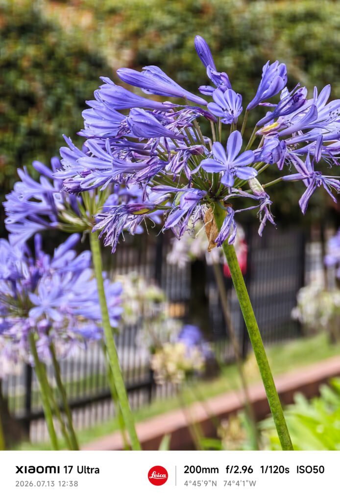 Zoom foto flores